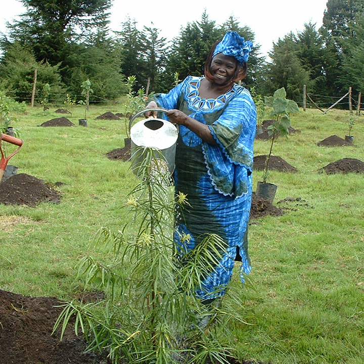 Plantar árboles es una de las actividades más ecológicas y revolucionarias. Aprende lo fácil que es plantar bien árboles.